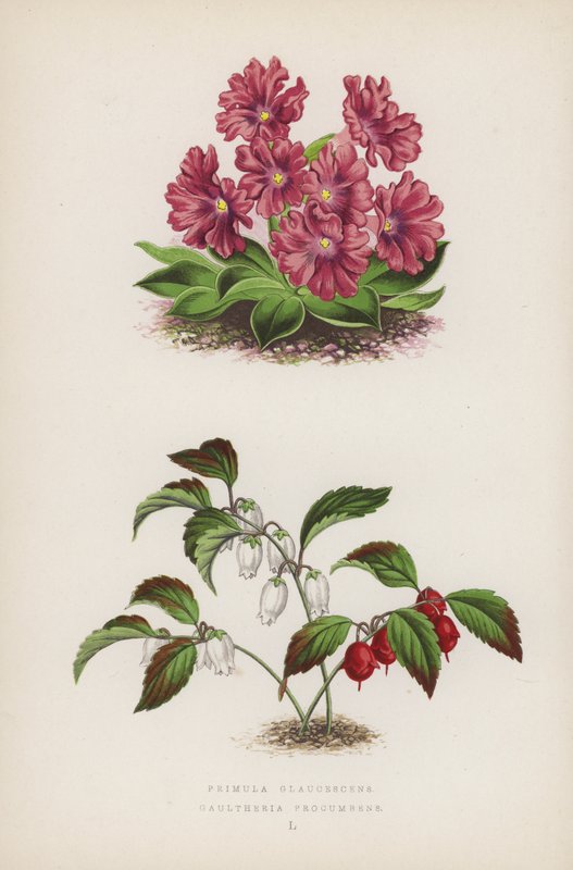 Primula Glaucescens; Gaultheria Procumbens door English School