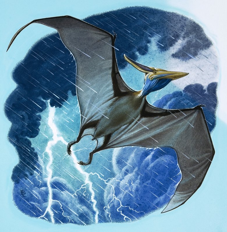 Pterodactylus door English School