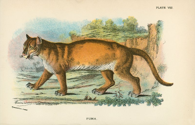 Puma door English School