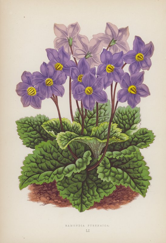 Ramondia Pyrenaica (kleur litho) door English School