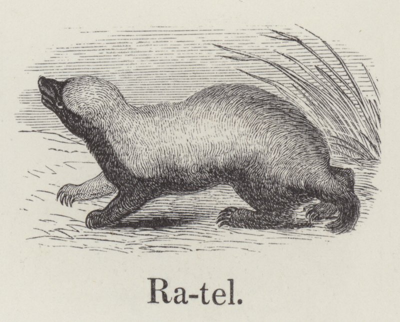 Ratel door English School
