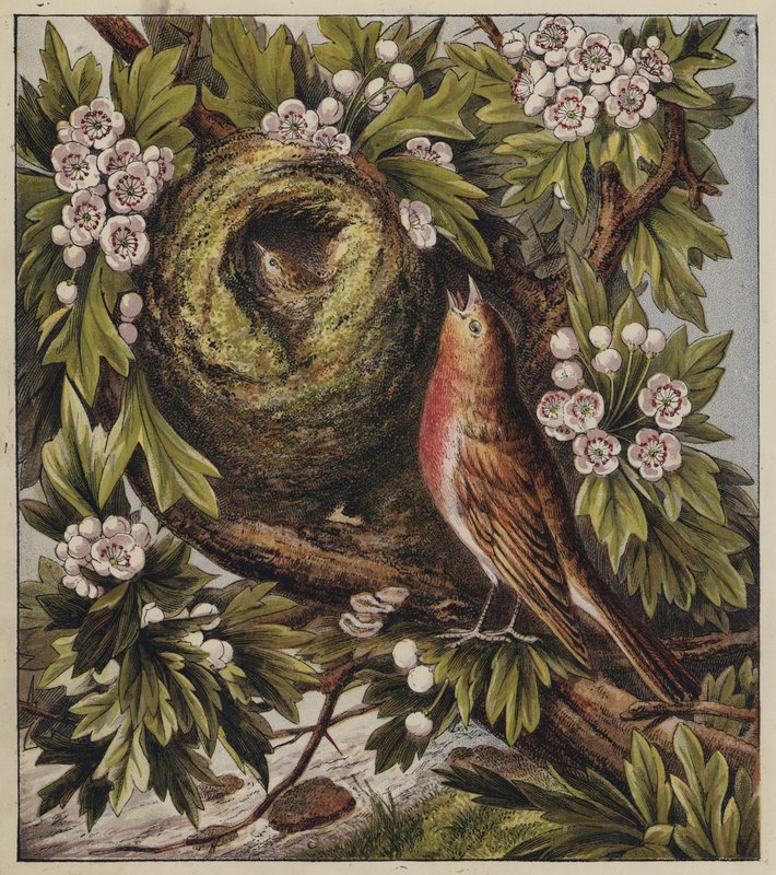 Robins kerstlied door English School