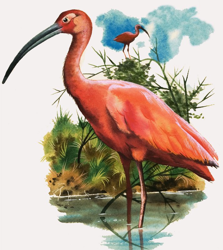 Rode Ibis door English School