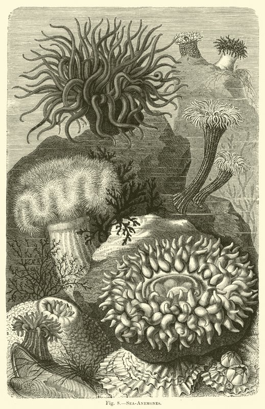 Zeeanemonen door English School