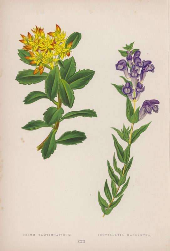 Sedum Kamtschaticum; Scutellaria Macrantha door English School