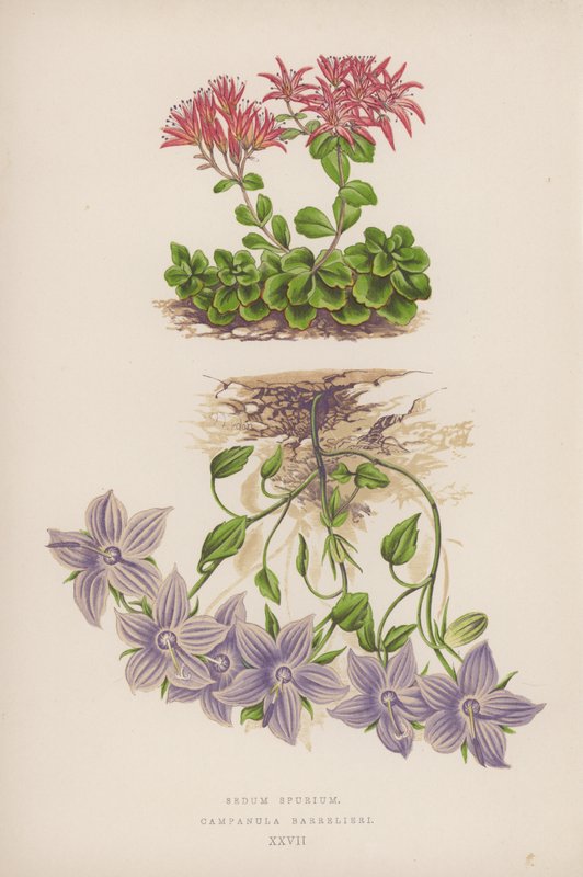 Sedum Spurium; Campanula Barrelieri door English School