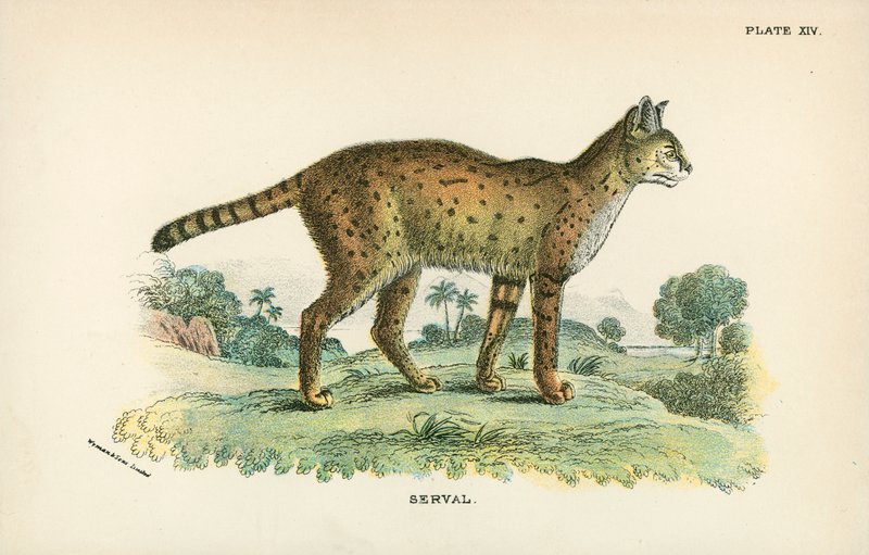 Serval door English School
