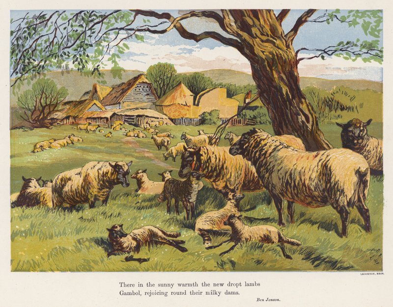 Schapen en lammeren door English School