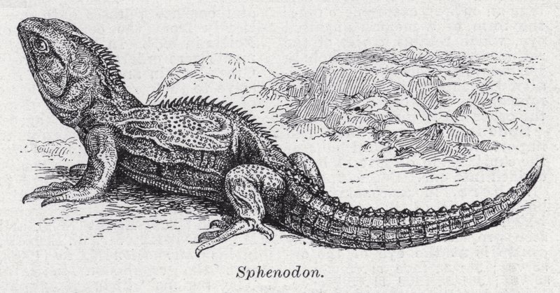 Sphenodon door English School