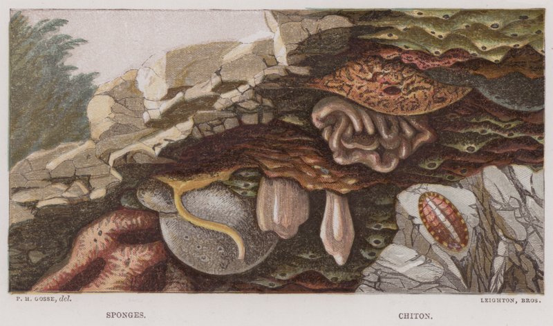 Sponzen, Chiton door English School
