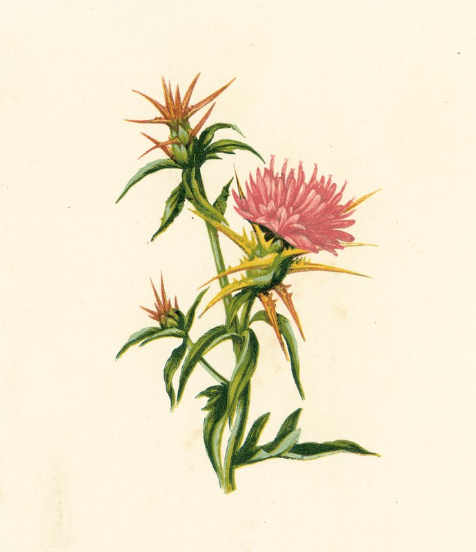 Stalkruid, Centaurea Calcitrapa door English School