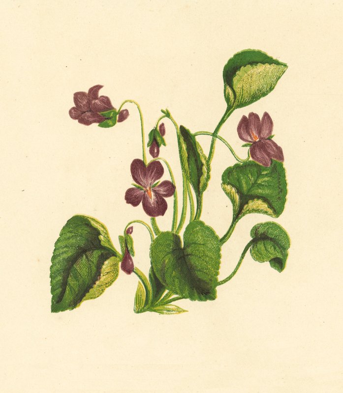 Maarts Viooltje, Viola Odorata door English School
