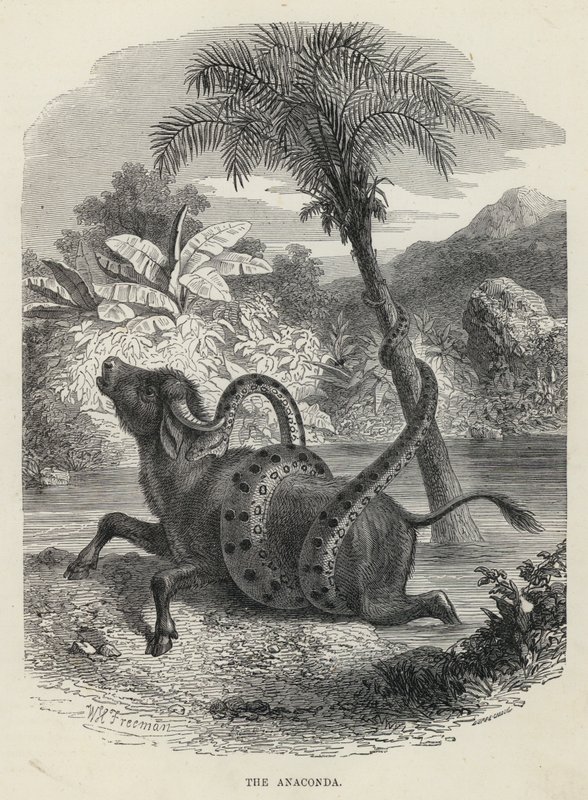 De Anaconda (gravure) door English School