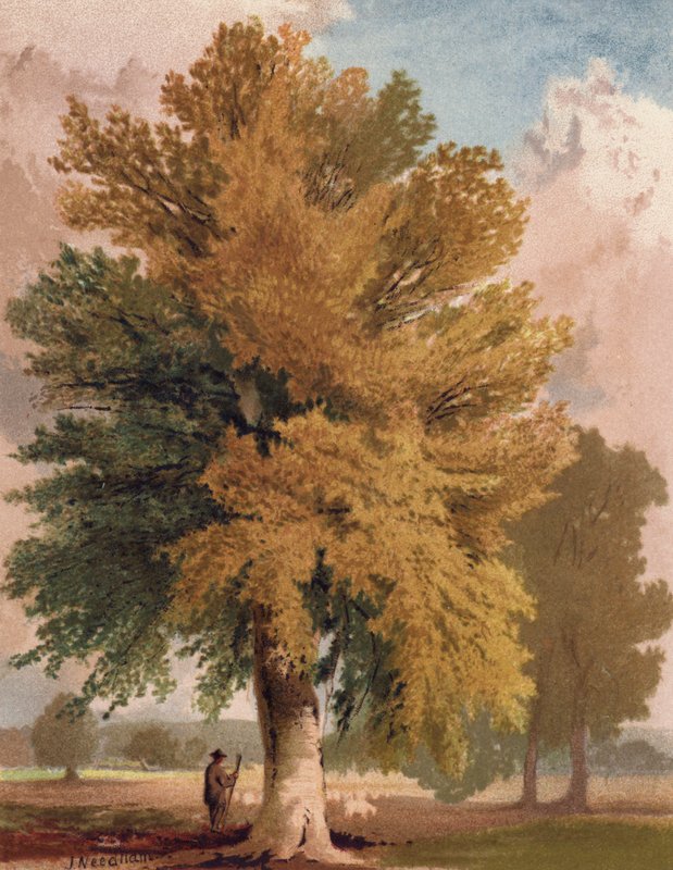 De Beuk in de vroege herfst door English School