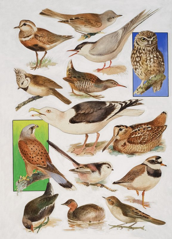 De vogels van Groot-Brittannië door English School