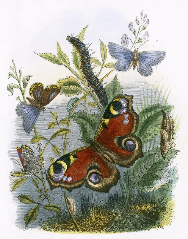 Het vlindervivarium door English School