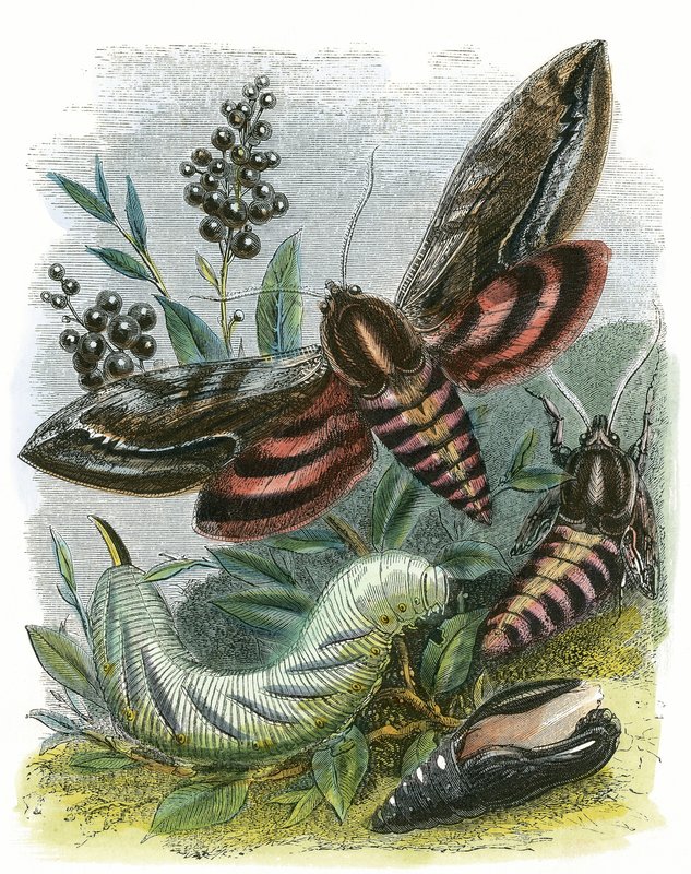 Het vlindervivarium door English School