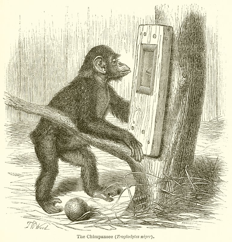 De Chimpansee (Troglodytes Niger) door English School