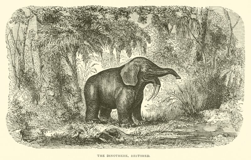 De Dinothere, gerestaureerd (gravure) door English School