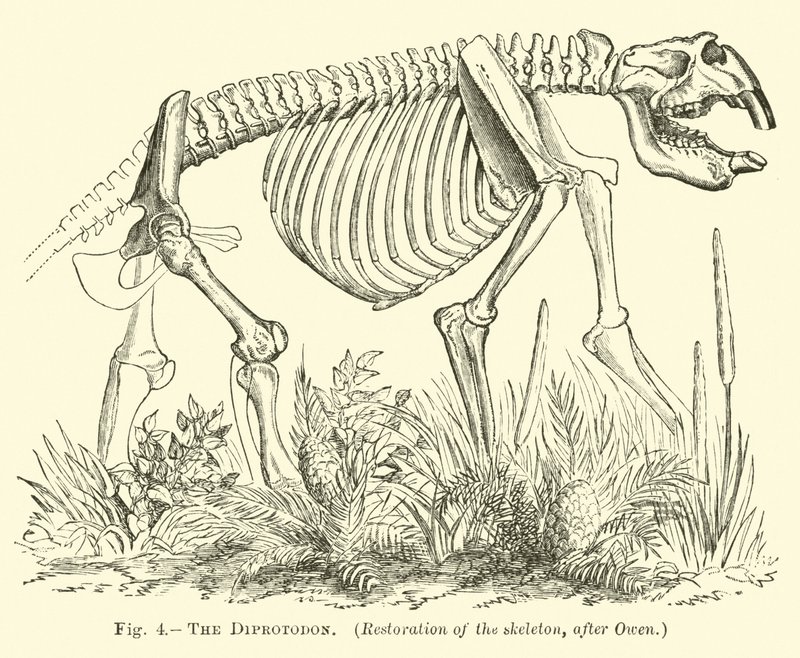 De Diprotodon door English School