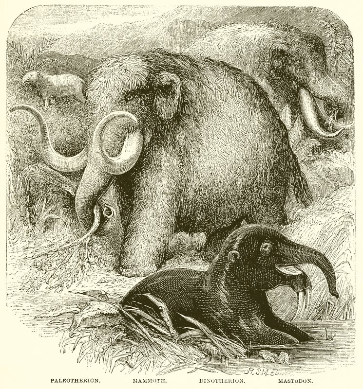 De Olifant door English School
