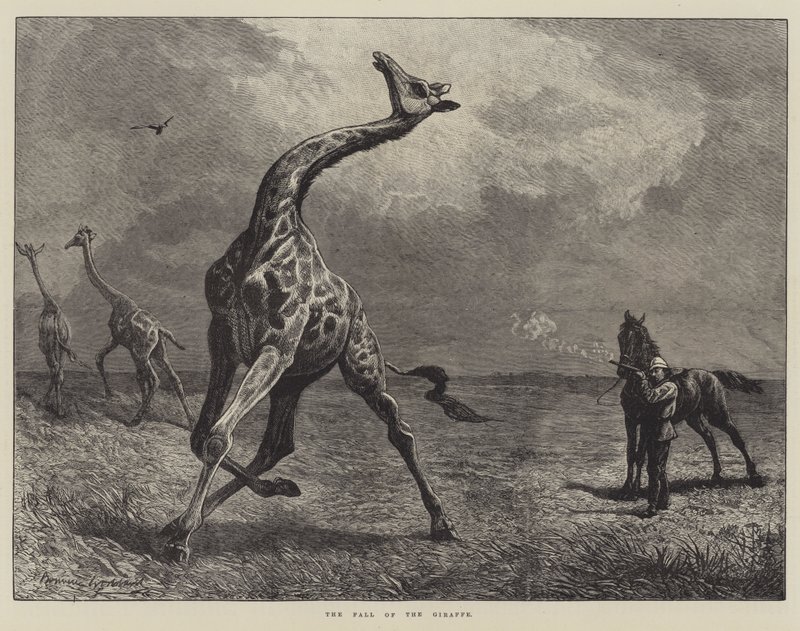 De val van de giraffe door English School