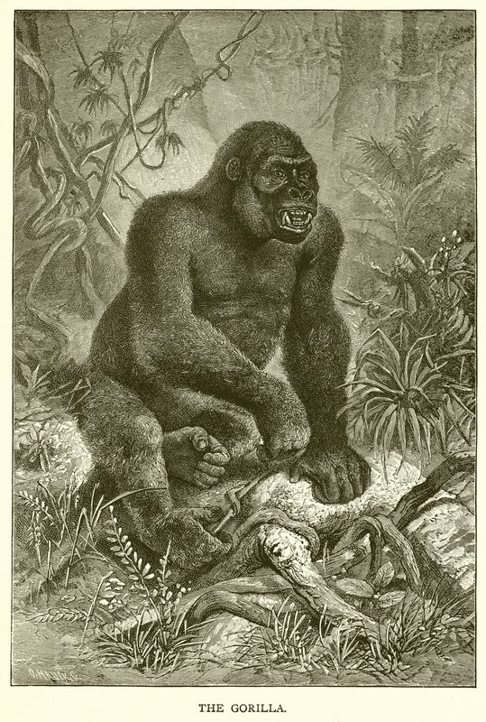 De gorilla door English School
