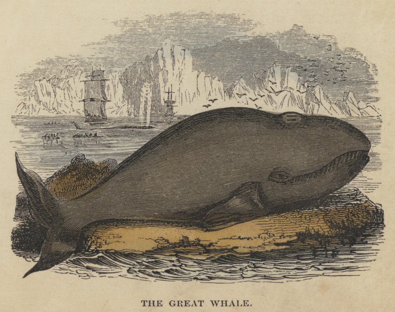De Grote Walvis door English School