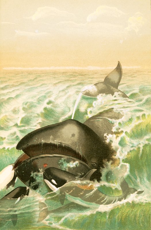 De Groenlandse Walvis door English School
