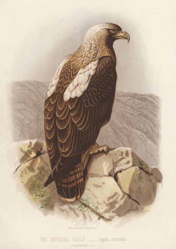 De keizerlijke adelaar, Aquila Imperialis (kleur litho) door English School
