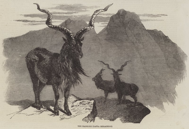 De Markore, Capra Megaceros (gravure) door English School