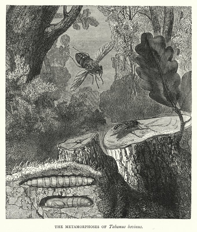 De metamorfoses van Tabanus bovinus (gravure) door English School