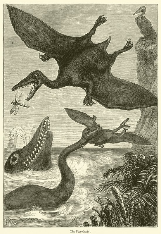 De Pterodactylus (gravure) door English School