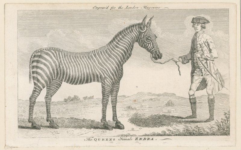 De vrouwelijke zebra van de koningin door English School