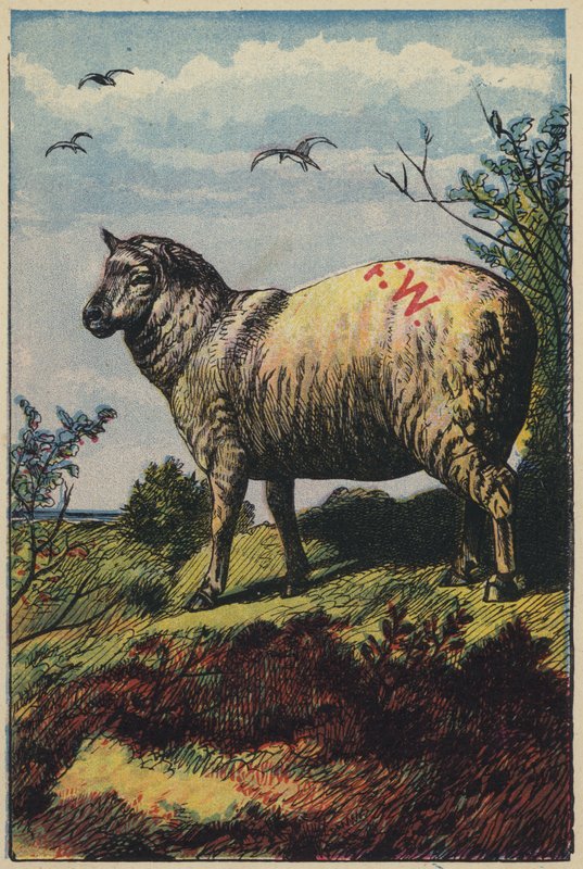 Het Schaap door English School