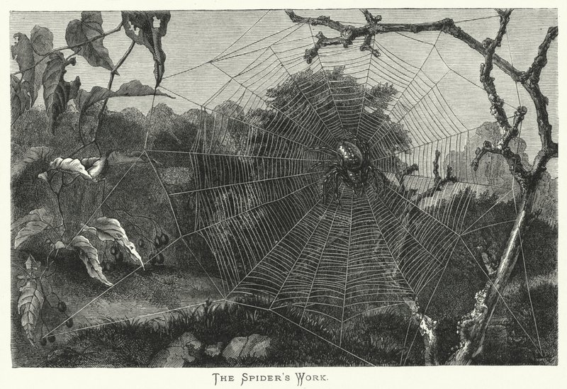 Het werk van de spin (gravure) door English School
