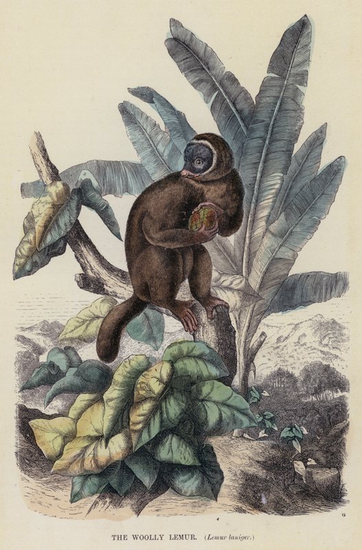 De wollige maki, Lemur laniger door English School