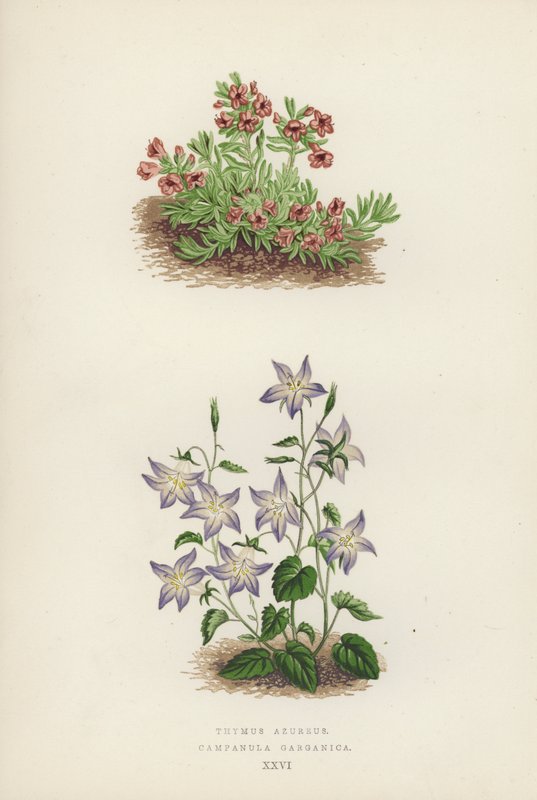 Thymus Azureus; Campanula Garganica (kleur litho) door English School