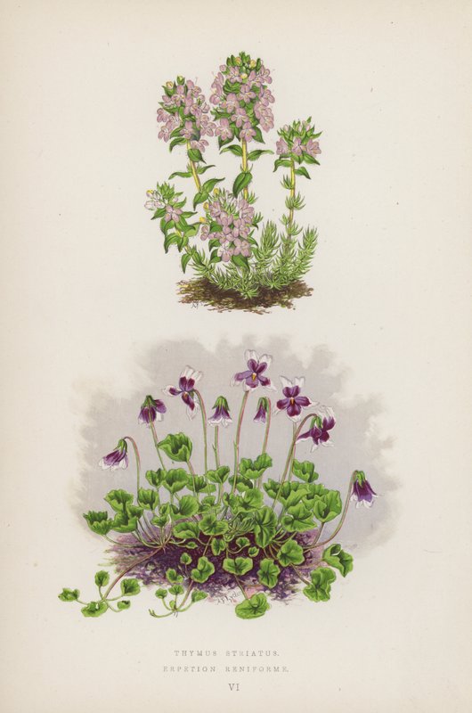 Thymus Striatus; Erpetion Reniforme (kleur litho) door English School