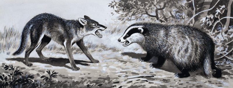Tand en Klauw: Dieren in Gevecht door English School