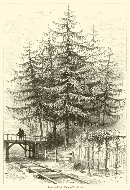 Bomen en hun gebruik, De lariks door English School