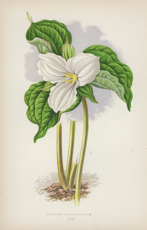 Trilium Grandiflorum door English School