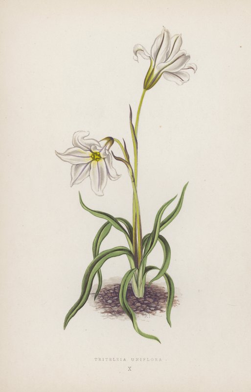 Triteleia Uniflora door English School