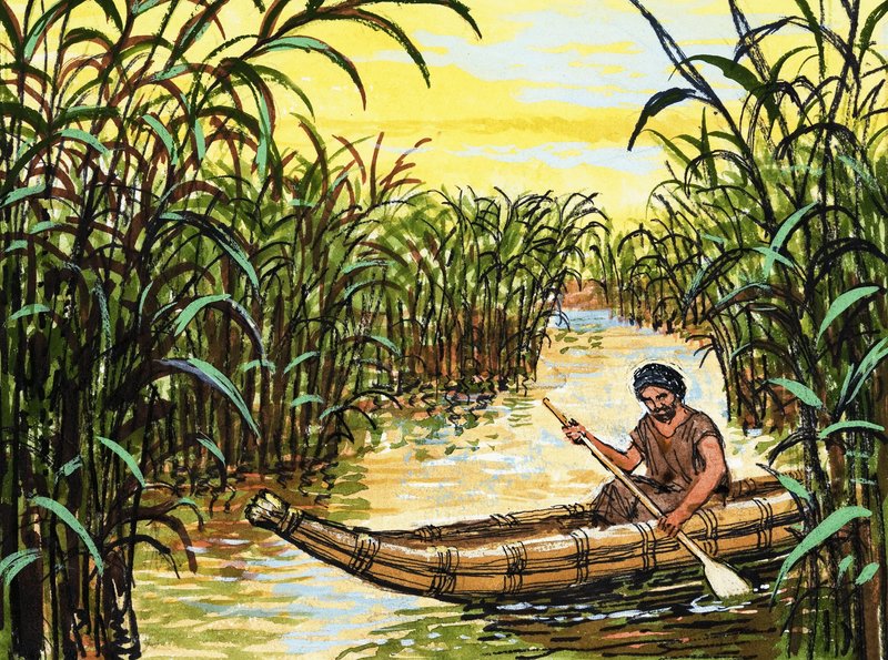 Onbekende inheemse roeiend tussen hoge riet door English School
