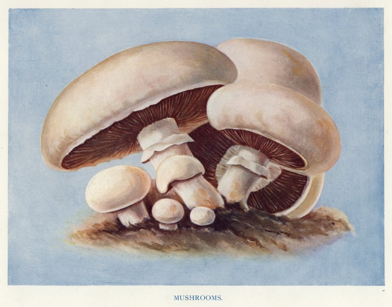 Groentekwekersgids: Paddenstoelen door English School