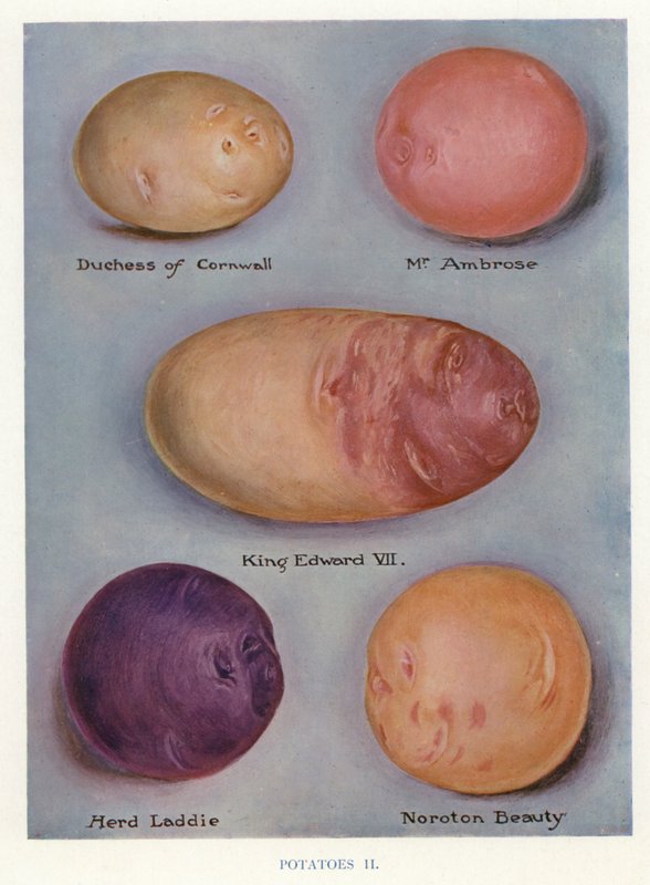 Groenteteler