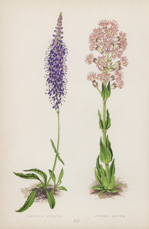 Veronica Spicata; Lychnis Alpina door English School
