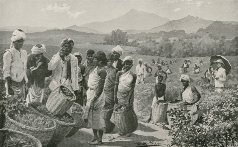 Uitzicht op een theetuin in Ceylon door English School