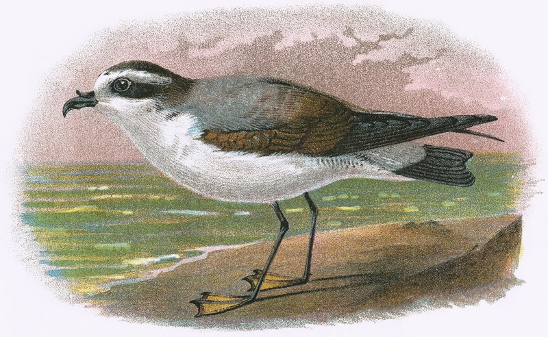 Witbuikstormvogel door English School