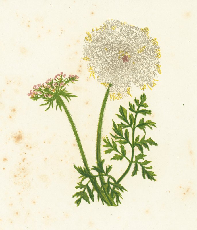 Wilde wortel, Daucus Carota door English School